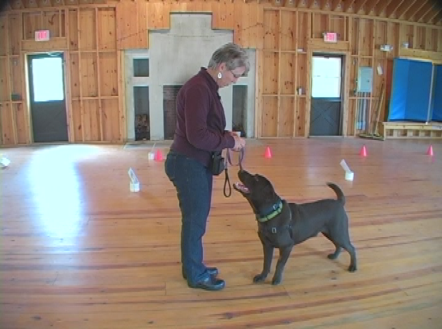 Thumbnail image for Doggy Dilemmas