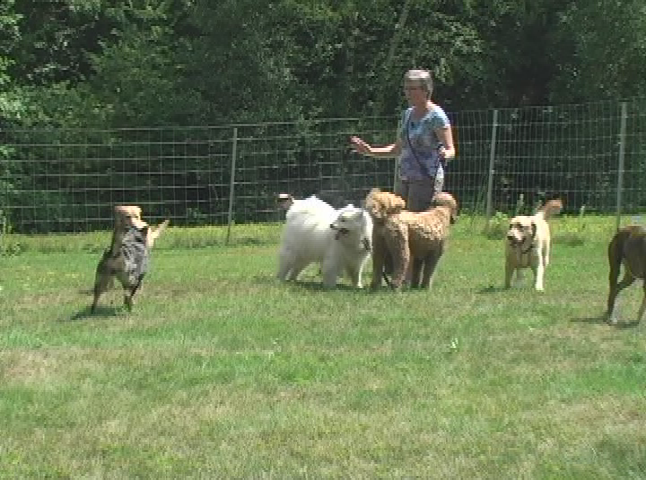 Thumbnail image for Doggy Dilemmas