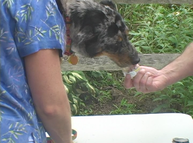 Thumbnail image for Doggy Dilemmas