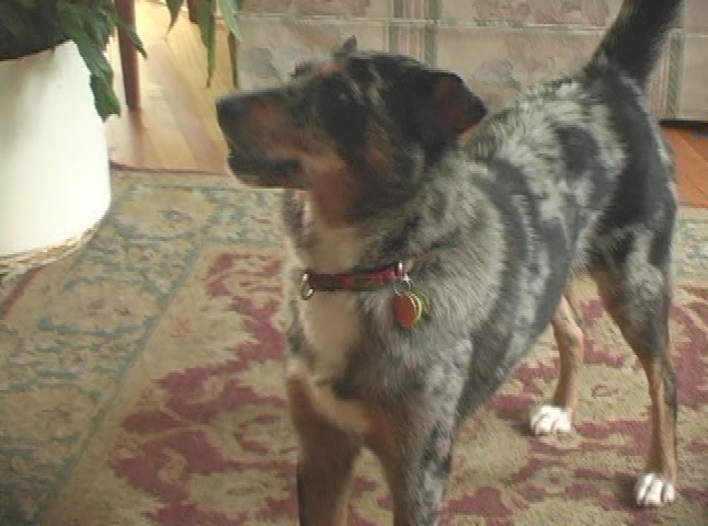 Thumbnail image for Doggy Dilemmas