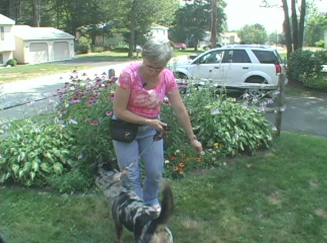 Thumbnail image for Doggy Dilemmas