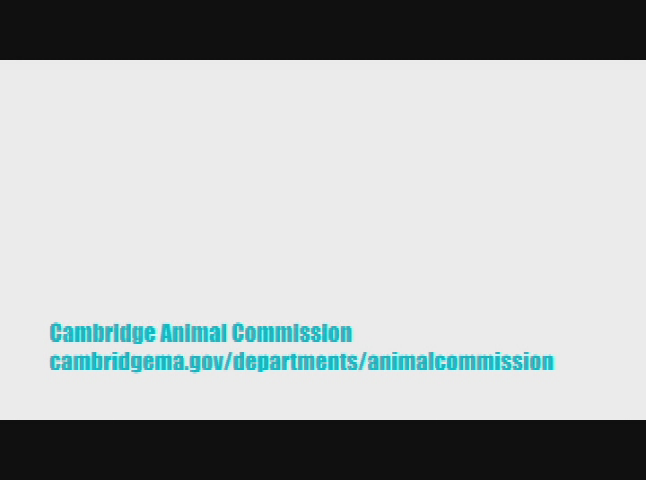Thumbnail image for Ask the City: Animal Commission