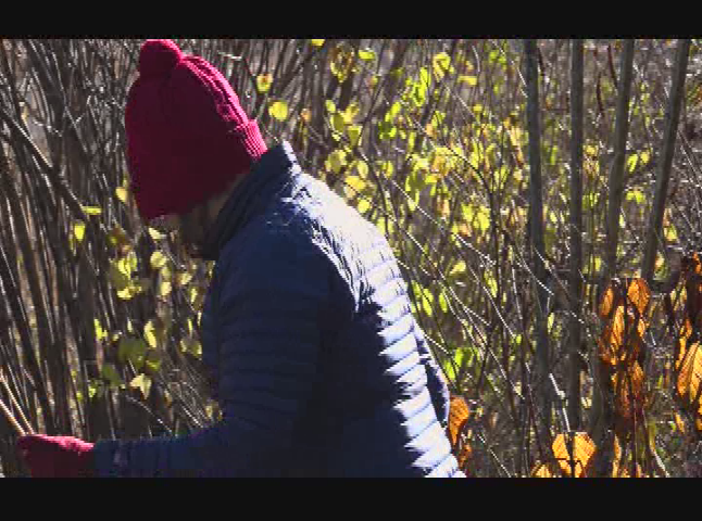 Thumbnail image for A Walk in the Garden